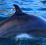 Close up of a baleen whale. A satellite tag is visible attached to the animals dorsal fin.